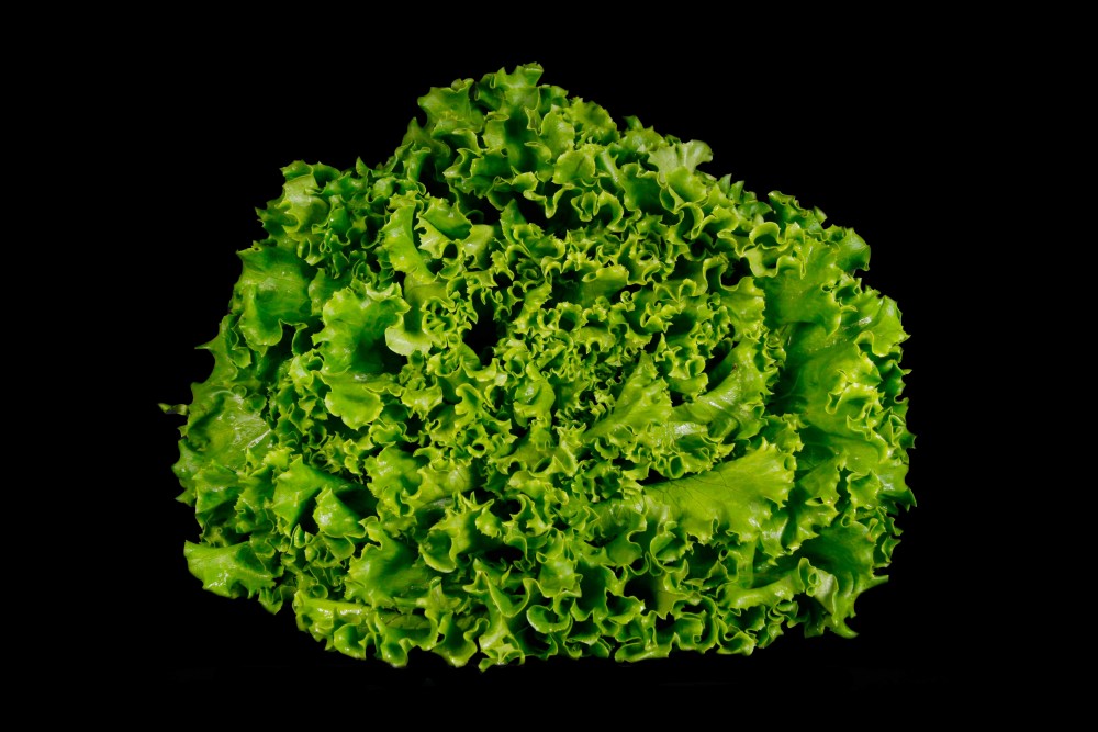 Compra Verdura, Hortalizas de Temporada | LECHUGA RIZA | FrutasNieves