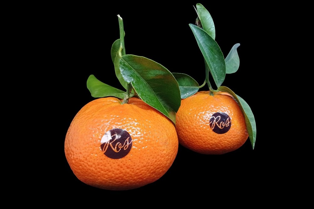 Compra Fruta de Temporada | MANDARINA CON HOJA | FrutasNieves